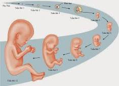 Tâm sự của một bào thai