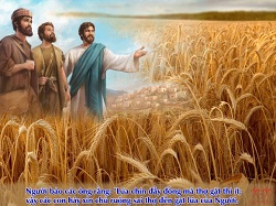 Daily Meditation: ``Ask the Lord of the harvest to send workers to his harvest``