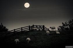 Chiên và ánh trăng