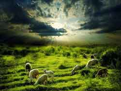 Ước nguyện của chiên con
