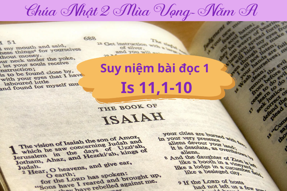Suy niệm Bài đọc 1 - Chúa Nhật II Mùa Vọng năm A - Is 11,1-10 - Đấng Mêsia sẽ đến
